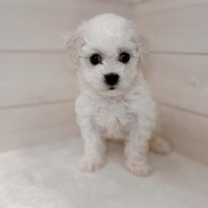 Cooper, Male