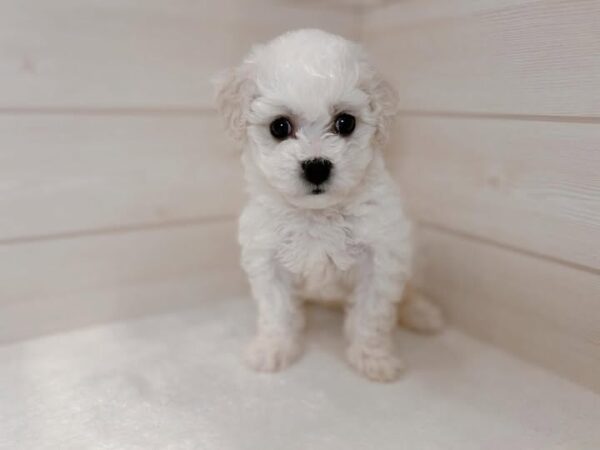 Cooper, Male