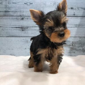 Rocky, Male