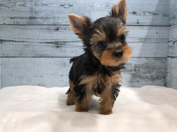 Rocky, Male