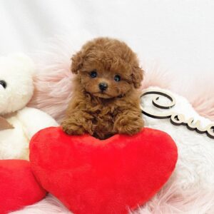 Poodle Puppies for Adoption