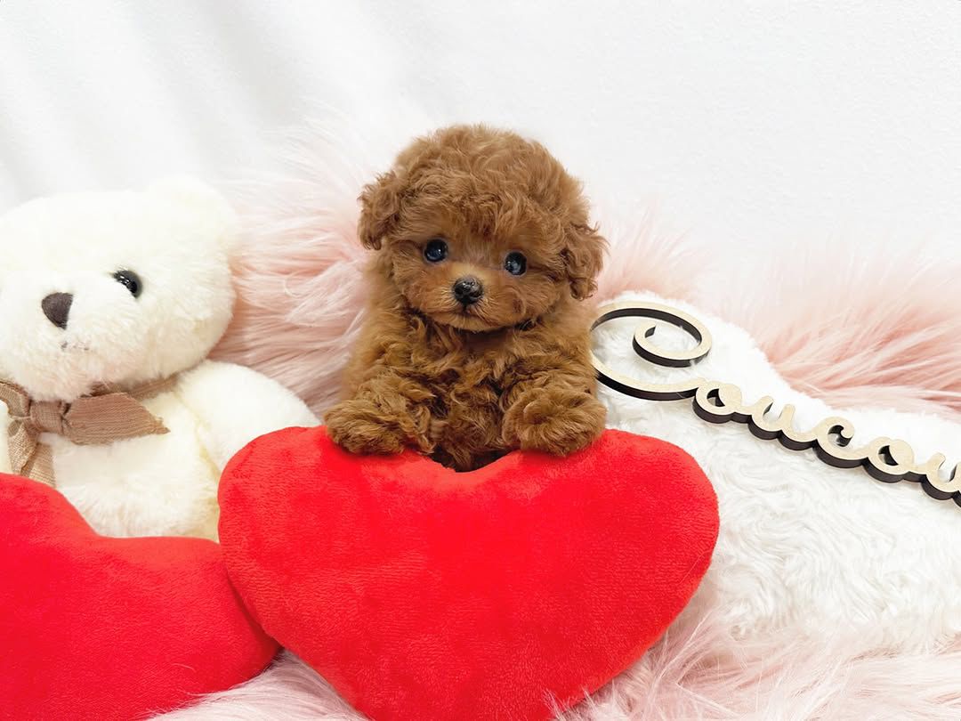 Poodle Puppies for Adoption