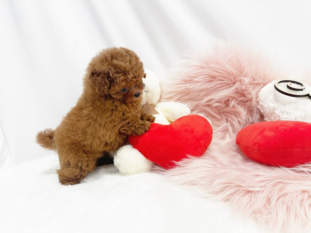 Poodle Puppies for Adoption