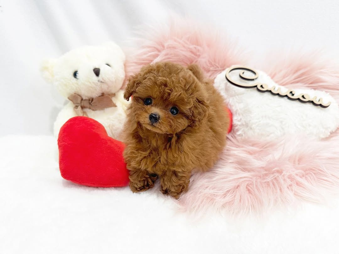 Poodle Puppies for Adoption