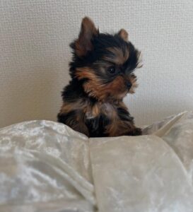 Yorkie Puppies for Adoption