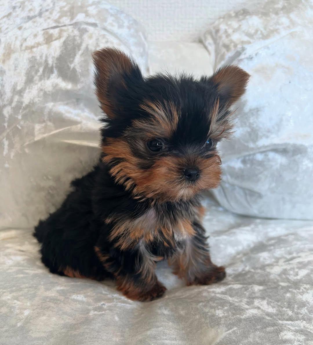 Yorkie Puppies for Adoption