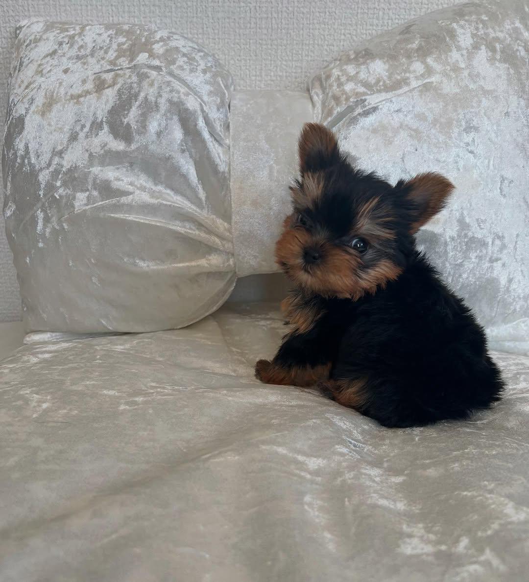 Yorkie Puppies for Adoption