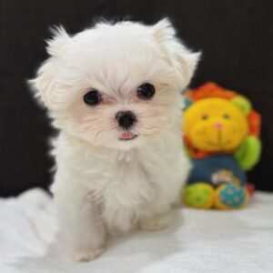 Maltese Puppies for Sale