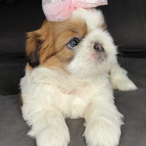 Buy Shih Tzu Puppies