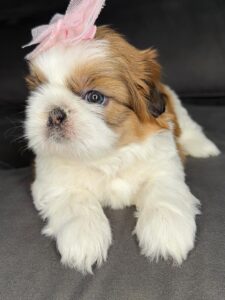 Buy Shih Tzu Puppies
