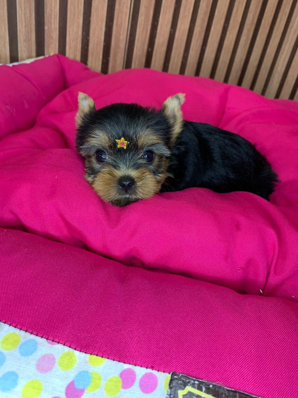 Yorkie Puppies Near Me