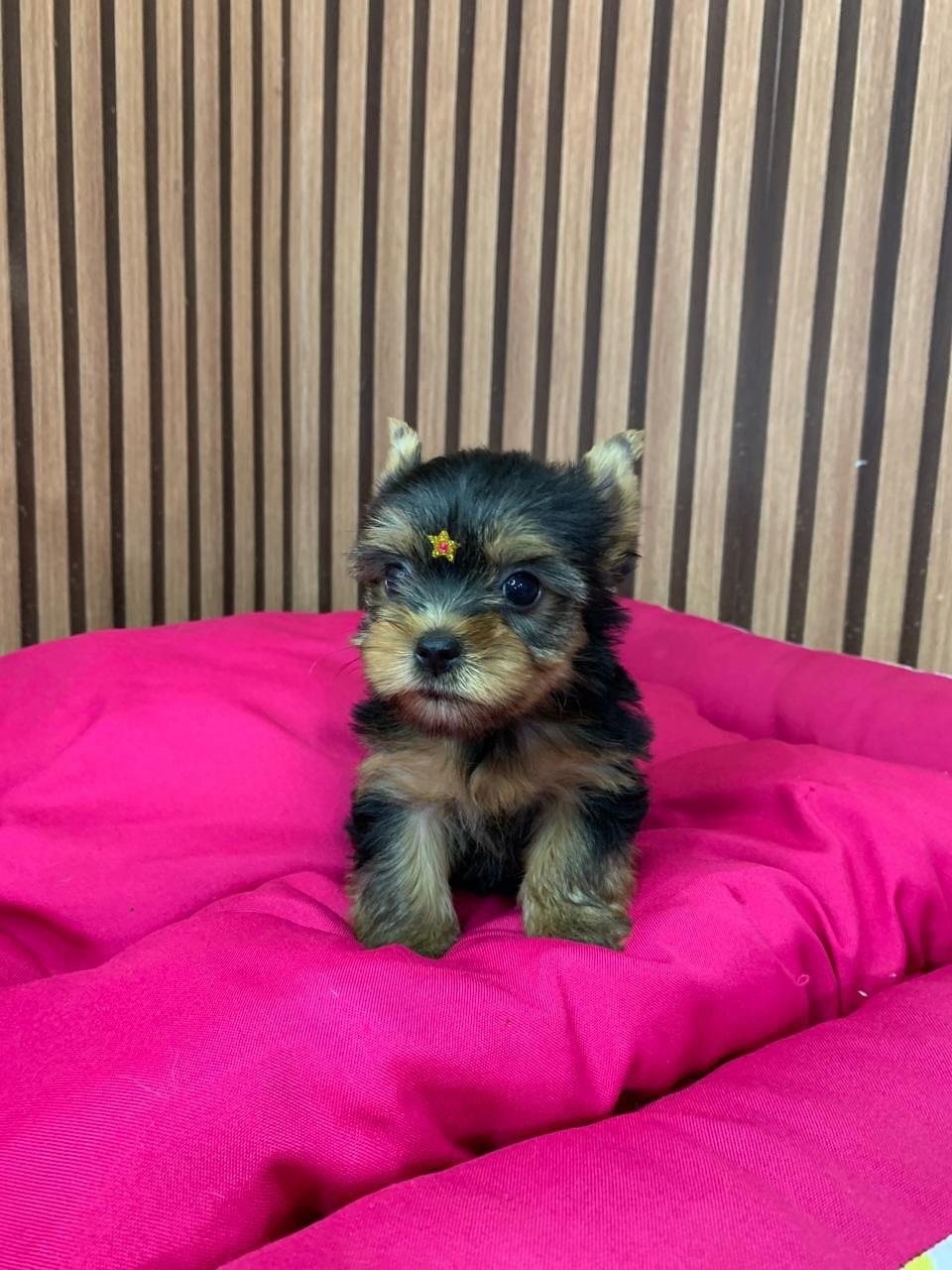 Yorkie Puppies Near Me