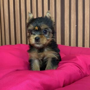 Yorkie Puppies Near Me