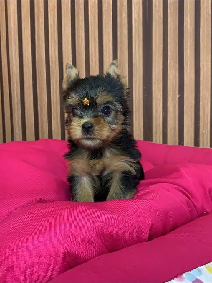 Yorkie Puppies Near Me