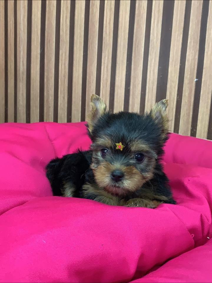 Yorkie Puppies Near Me