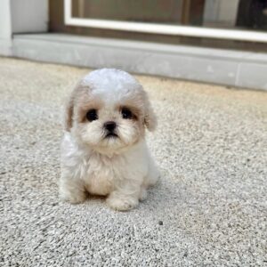 Coco