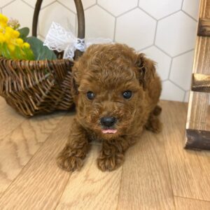 Poodle Puppies for Sale