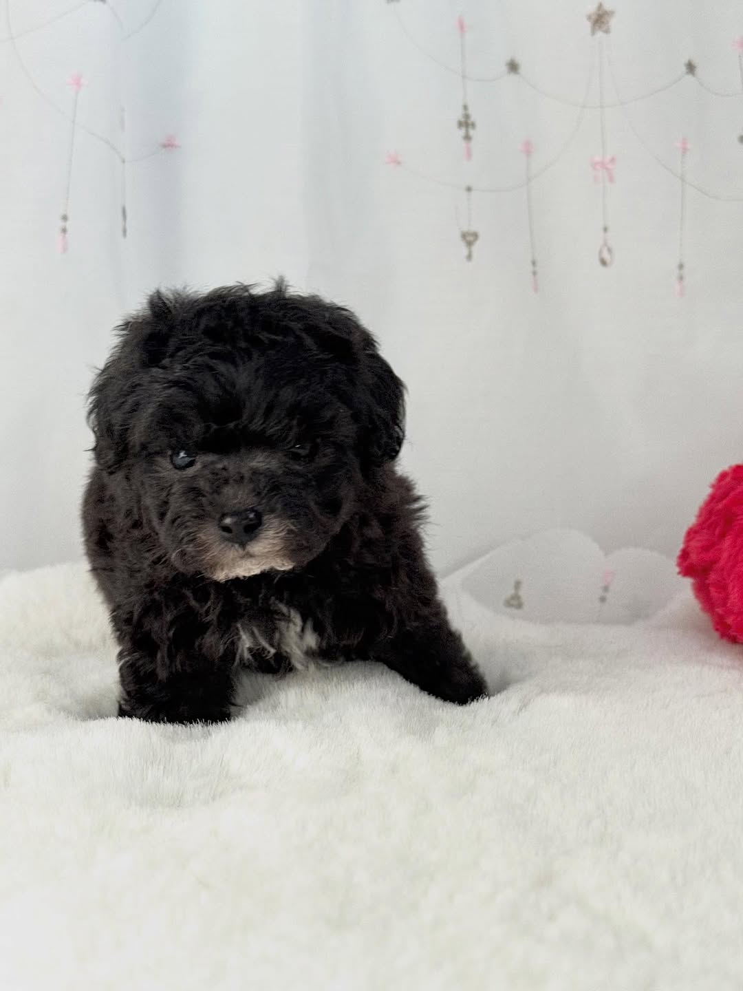 Black Poodle Puppies