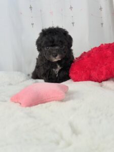Black Poodle Puppies