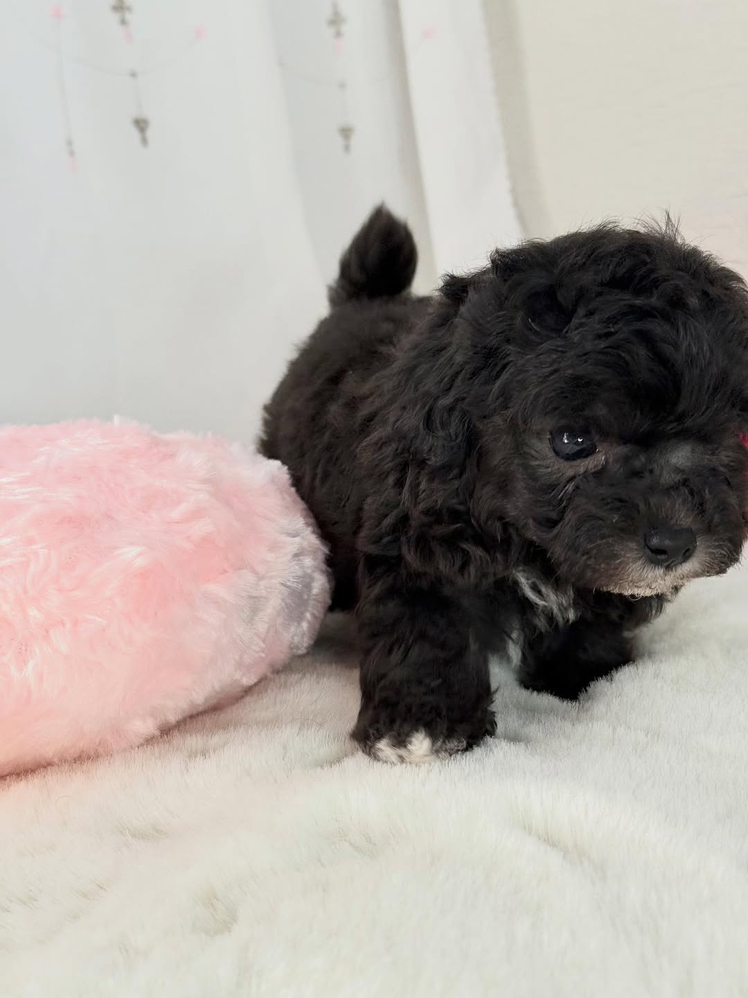 Black Poodle Puppies
