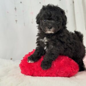 Black Poodle Puppies
