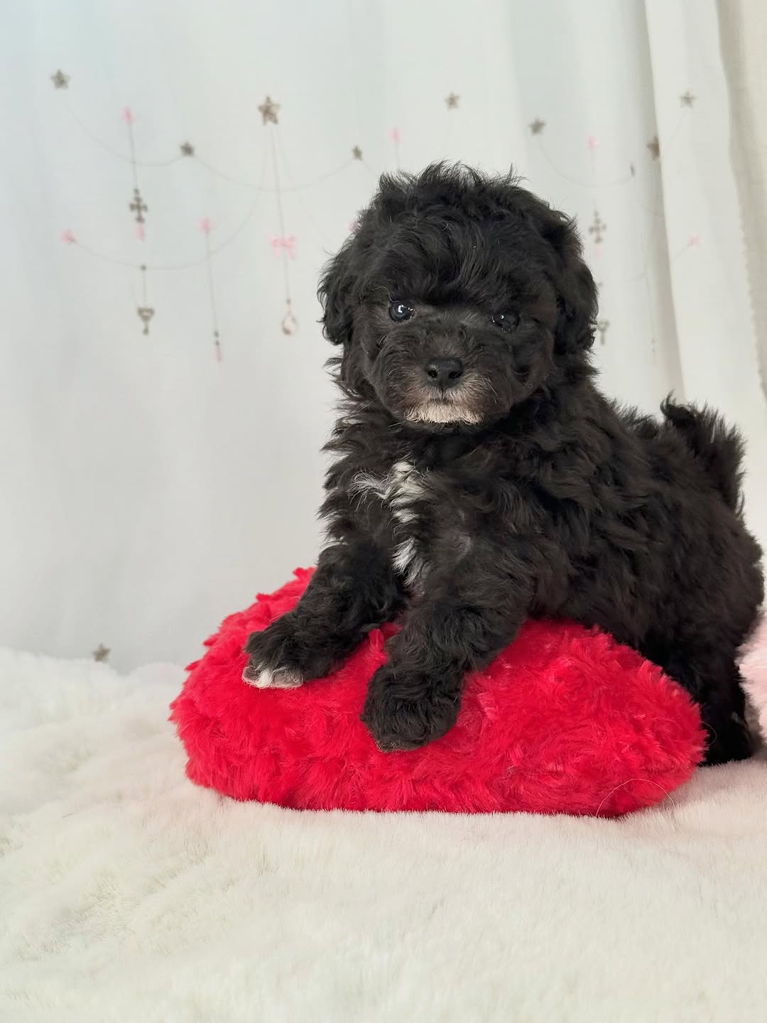 Black Poodle Puppies