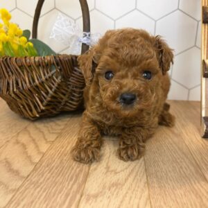 Poodle Puppies for Sale