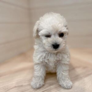 Maltese Puppies for Sale