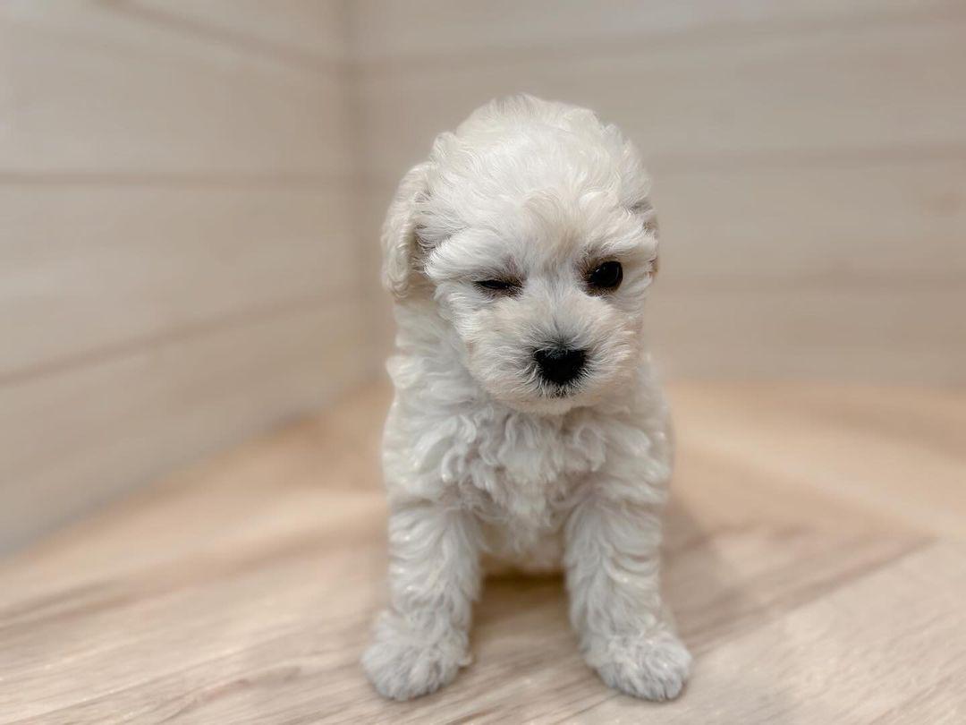 Maltese Puppies for Sale