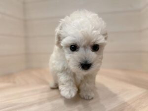 Maltese Puppies for Sale