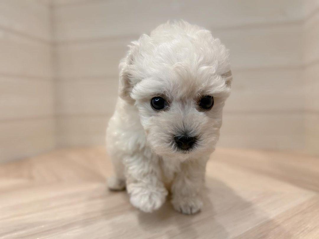 Maltese Puppies for Sale