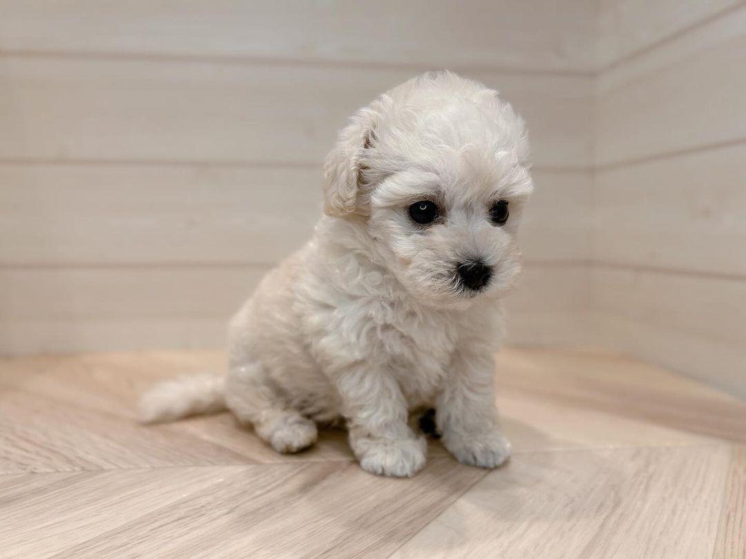 Maltese Puppies for Sale