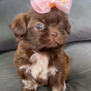 Shih Tzu puppies for sale