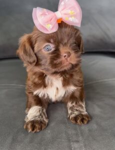 Shih Tzu puppies for sale