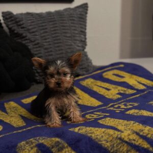 Yorkie Puppies for Sale