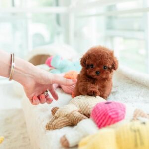 Poodle Puppies for Sale