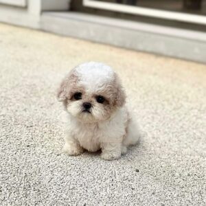 Bichon Puppies for Sale