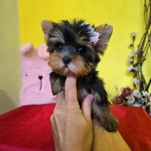 yorkie puppies