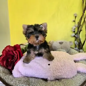 yorkie puppies
