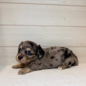 Dachshund puppies