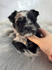 Black Yorkie Puppies for Sale